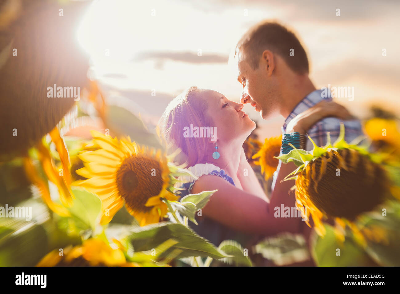 Beautiful couple having fun in sunflowers fields Stock Photo - Alamy