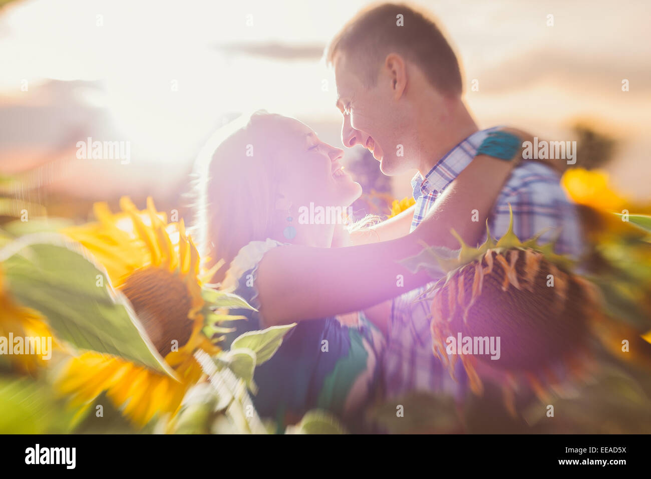 Beautiful couple having fun in sunflowers fields Stock Photo - Alamy