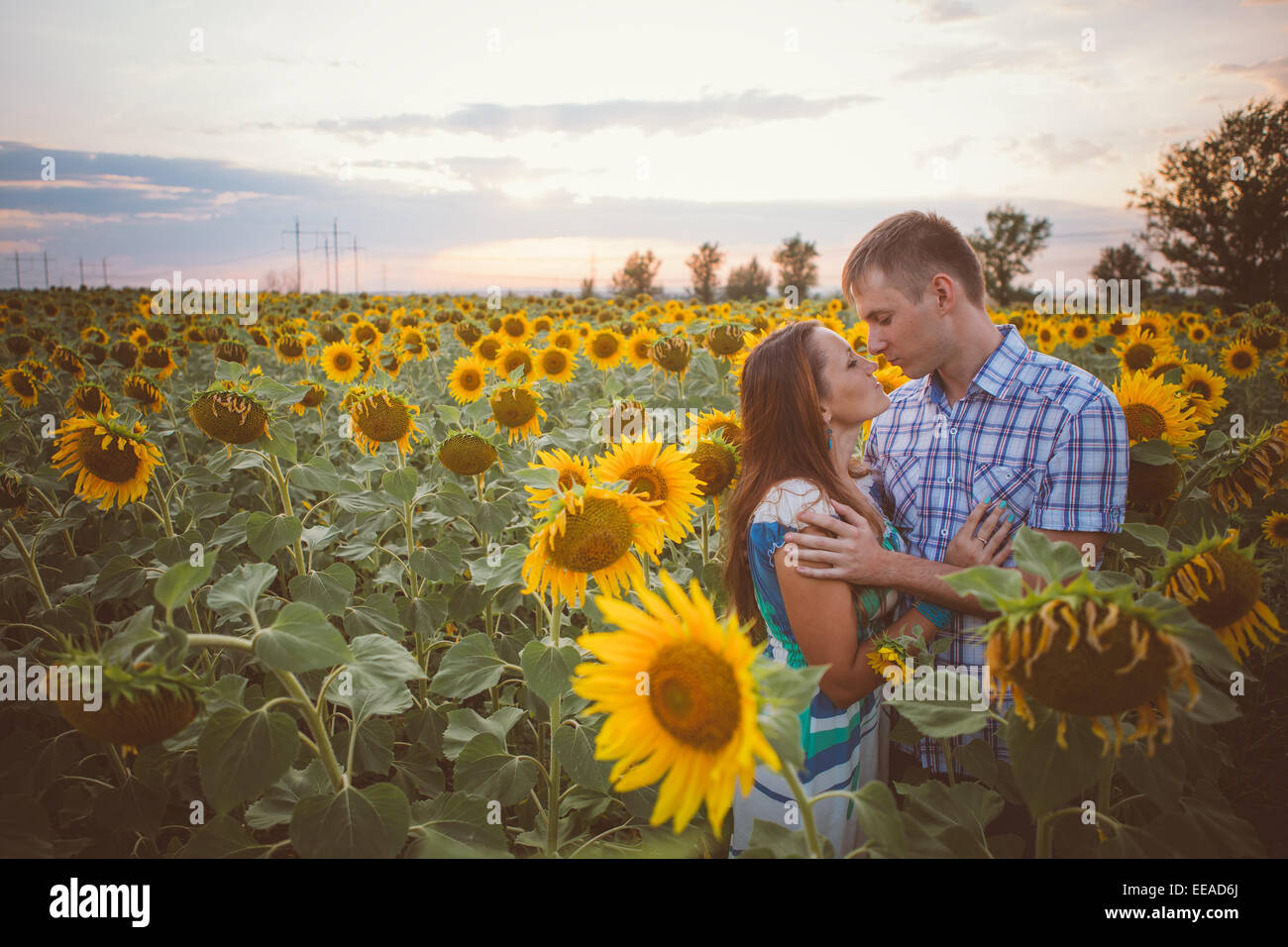 Beautiful couple having fun in sunflowers fields Stock Photo - Alamy