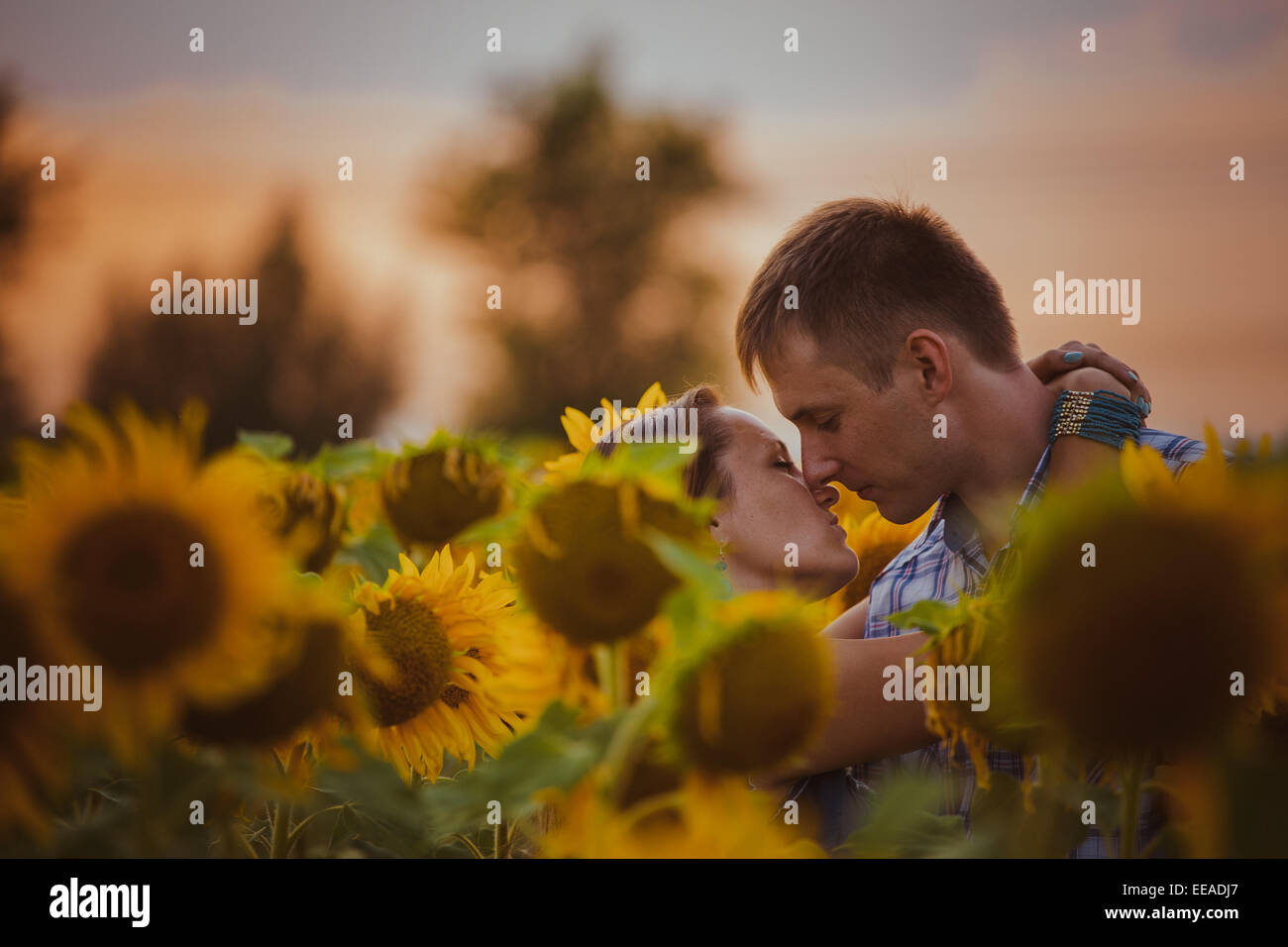 Beautiful couple having fun in sunflowers fields Stock Photo - Alamy