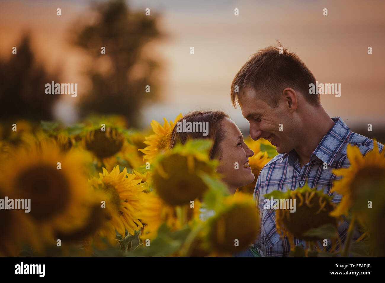 Beautiful couple having fun in sunflowers fields Stock Photo - Alamy