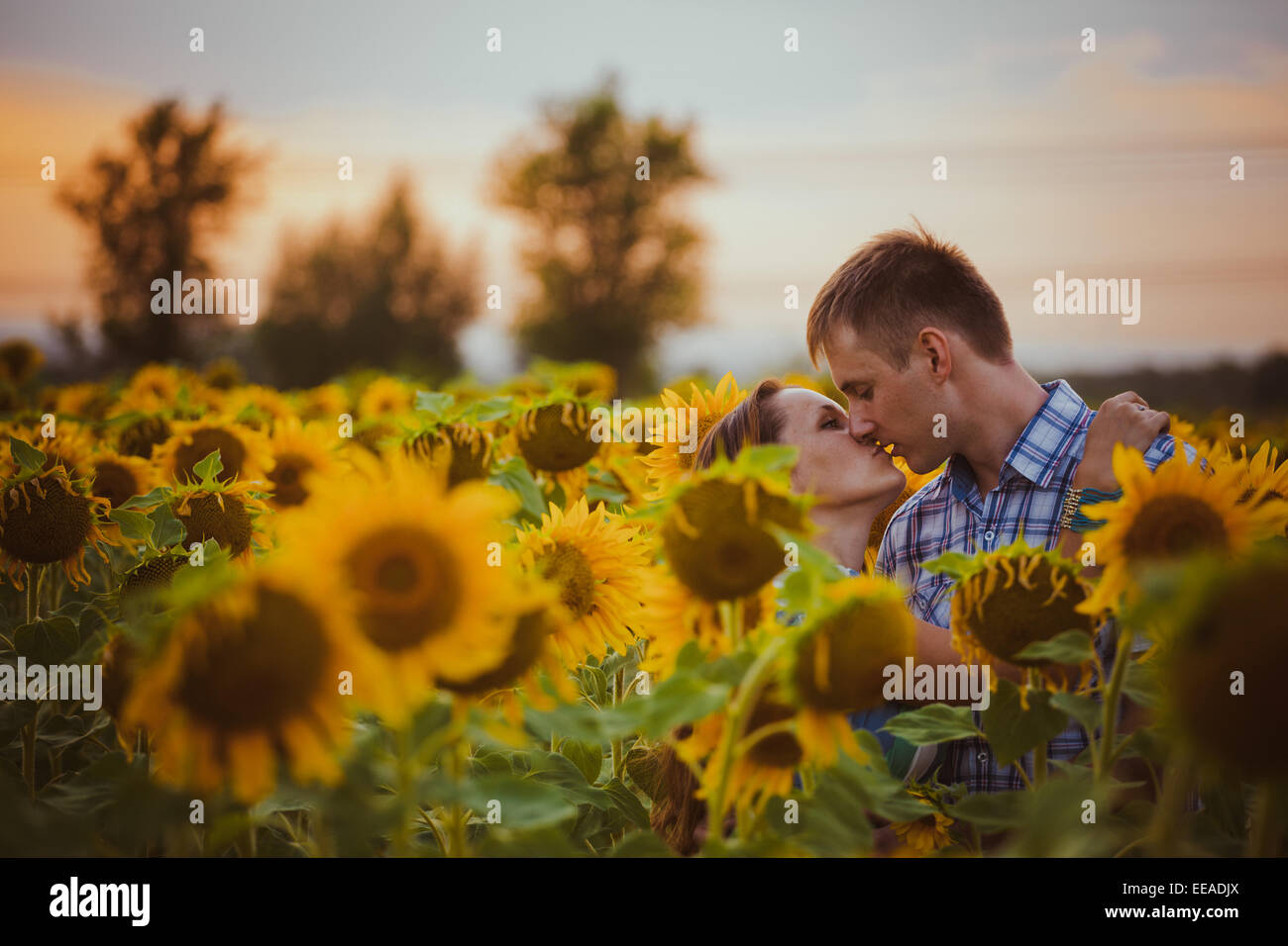 Beautiful couple having fun in sunflowers fields Stock Photo - Alamy