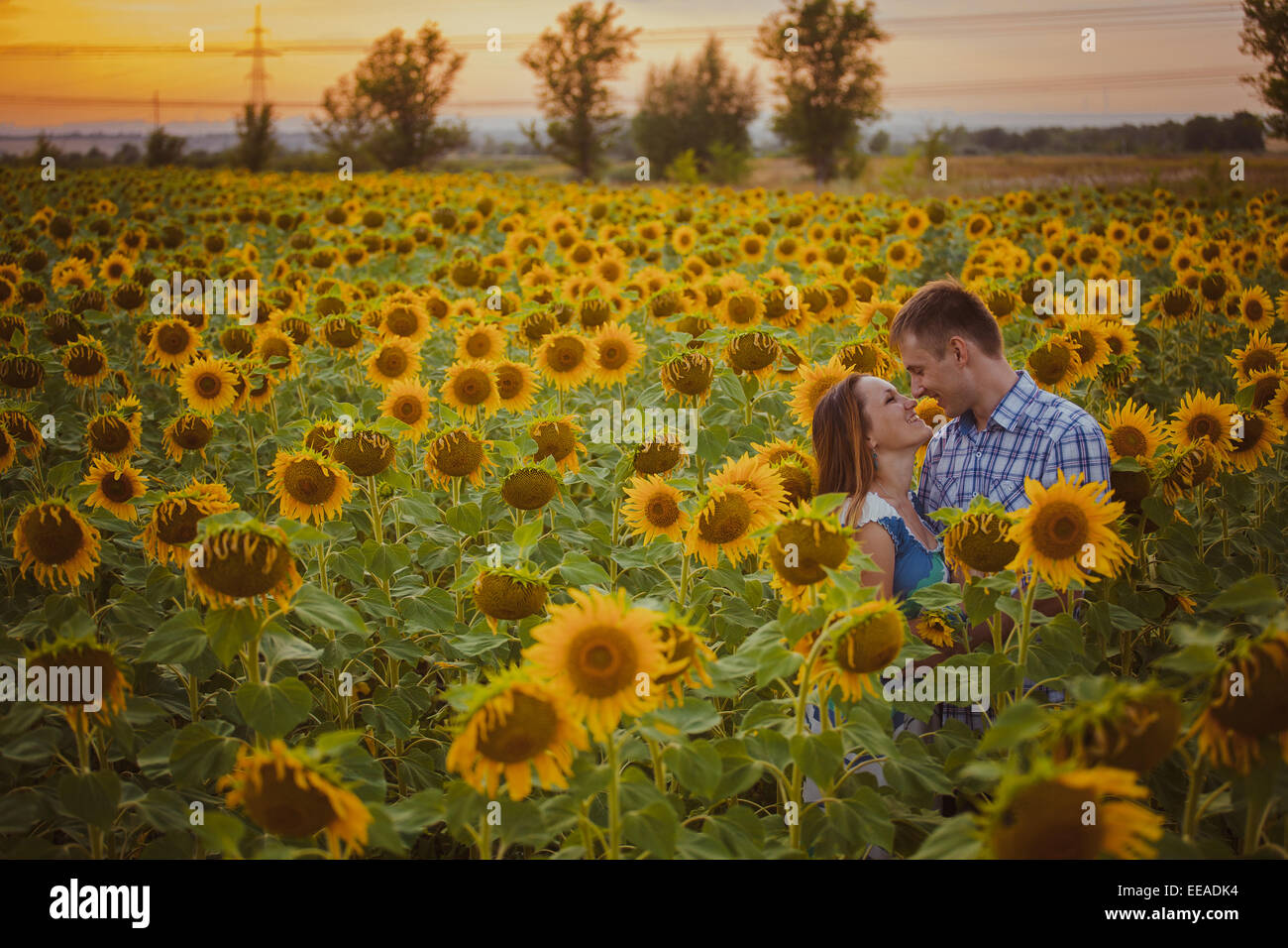 Beautiful couple having fun in sunflowers fields Stock Photo - Alamy