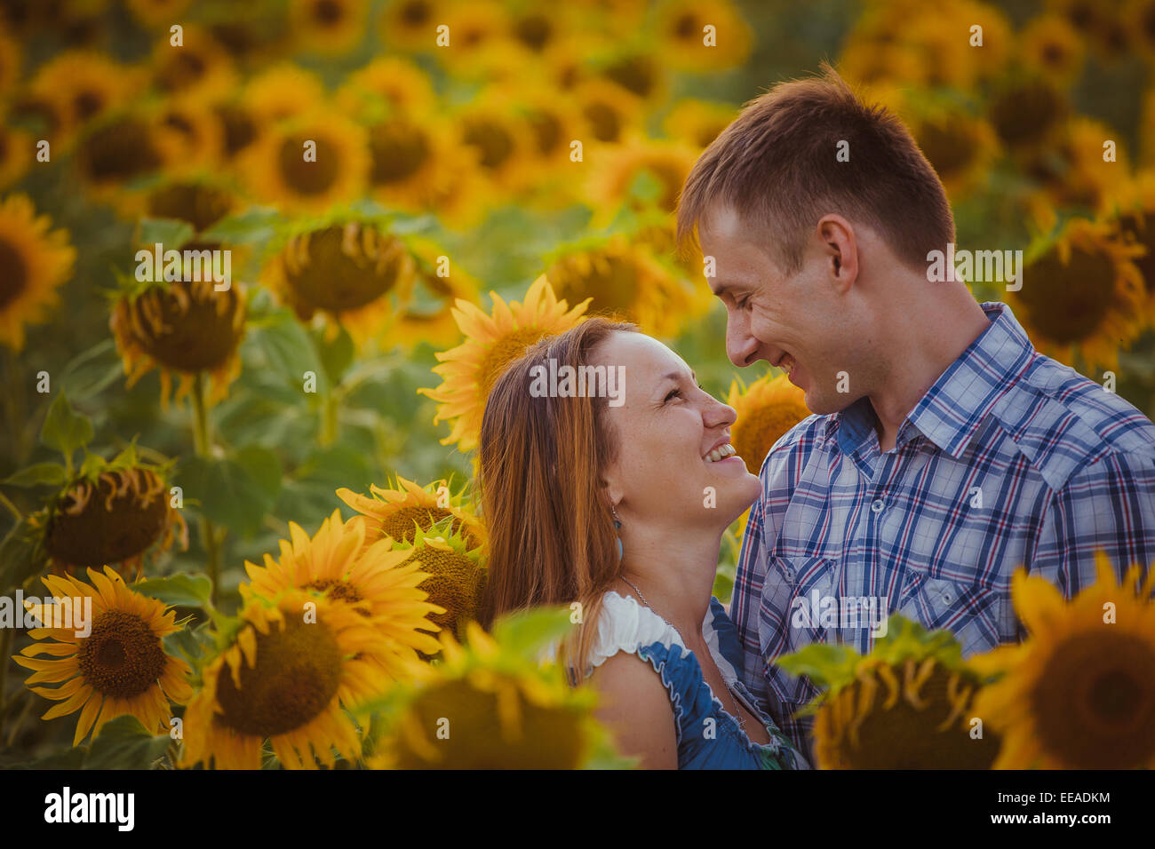 love couple standing outdoors in sunflower field Stock Photo - Alamy