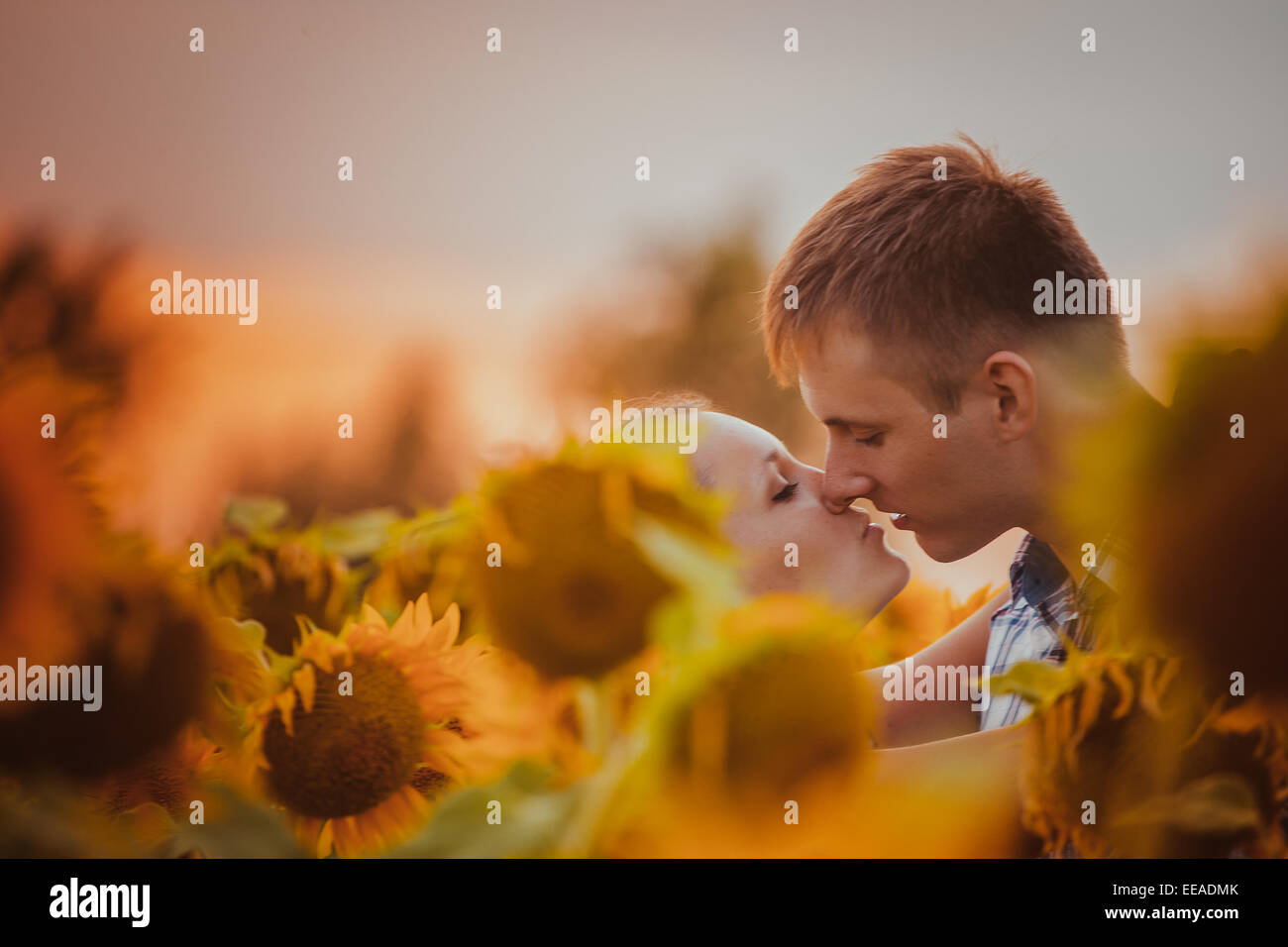 love couple standing outdoors in sunflower field Stock Photo - Alamy