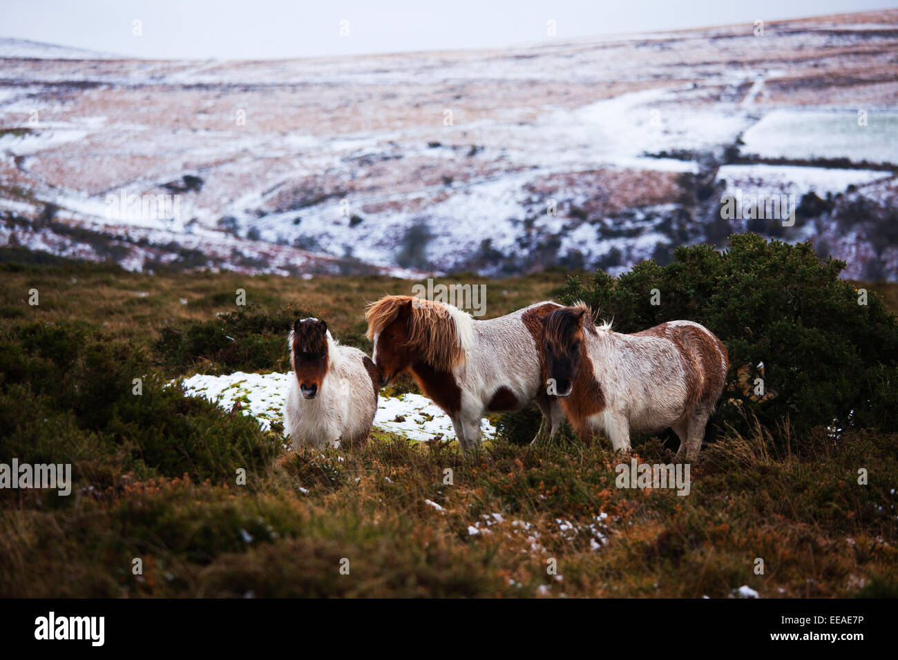 Dartmoor ponies sheltering from the wind standing behind the gorse bush Stock Photo