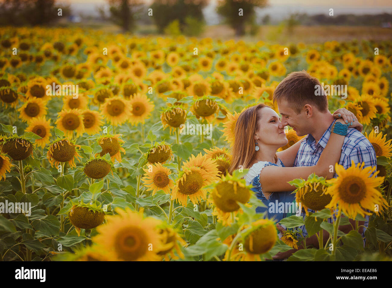 love couple standing outdoors in sunflower field Stock Photo - Alamy