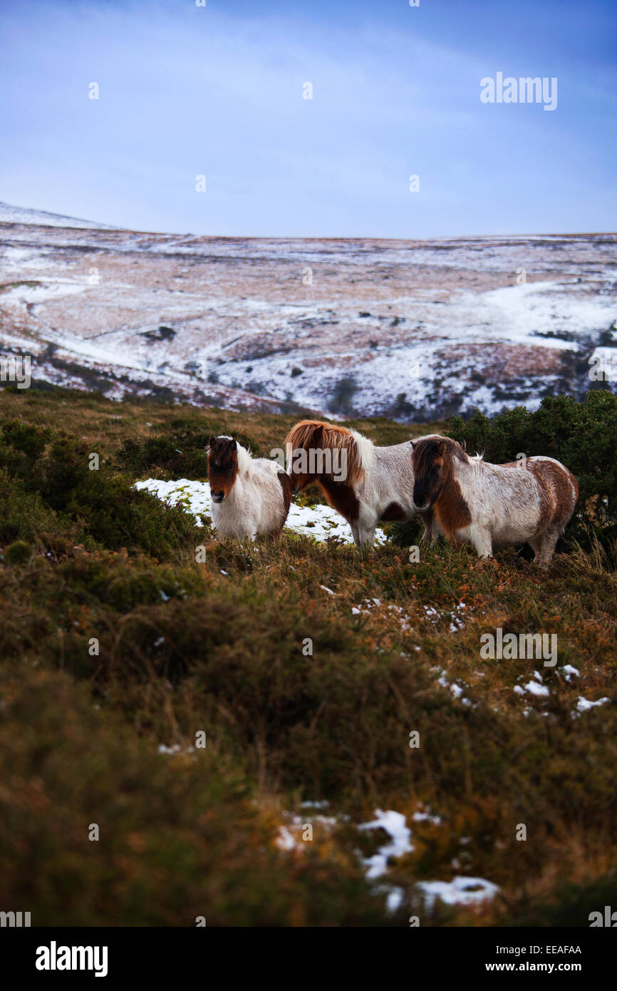 Dartmoor ponies sheltering from the wind standing behind the gorse bush Stock Photo