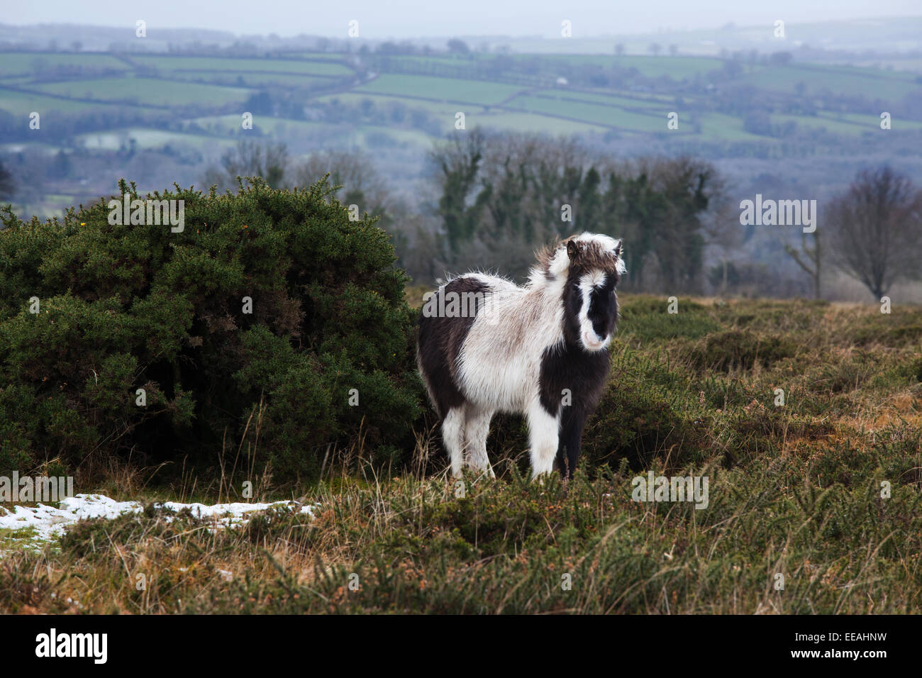 Dartmoor pony sheltering from the wind standing behind the gorse bush Stock Photo