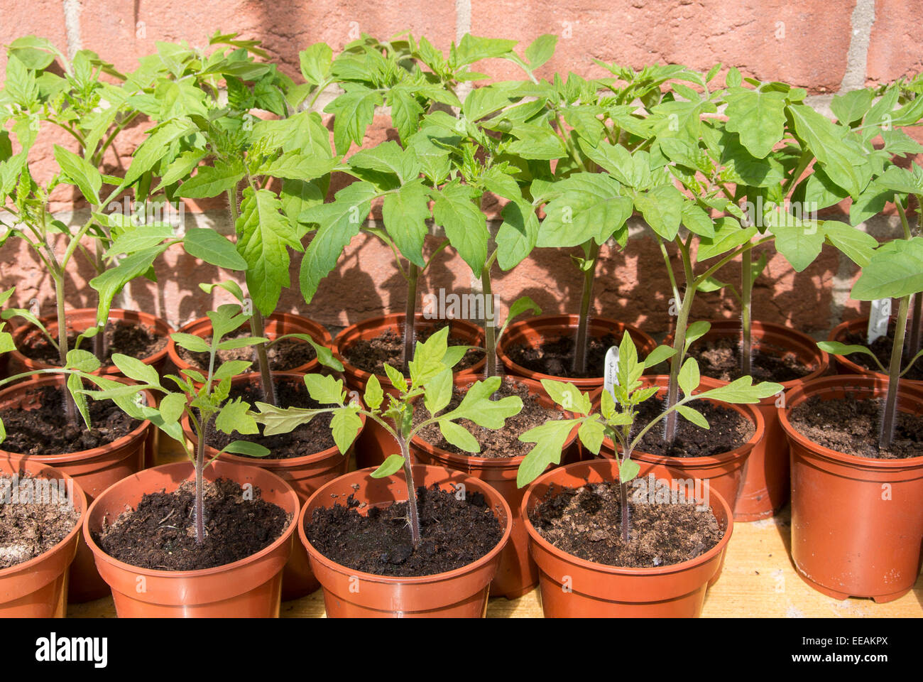 TOMATO SEEDLINGS GROWING IN POTS IN GREENHOUSE Stock Photo Alamy