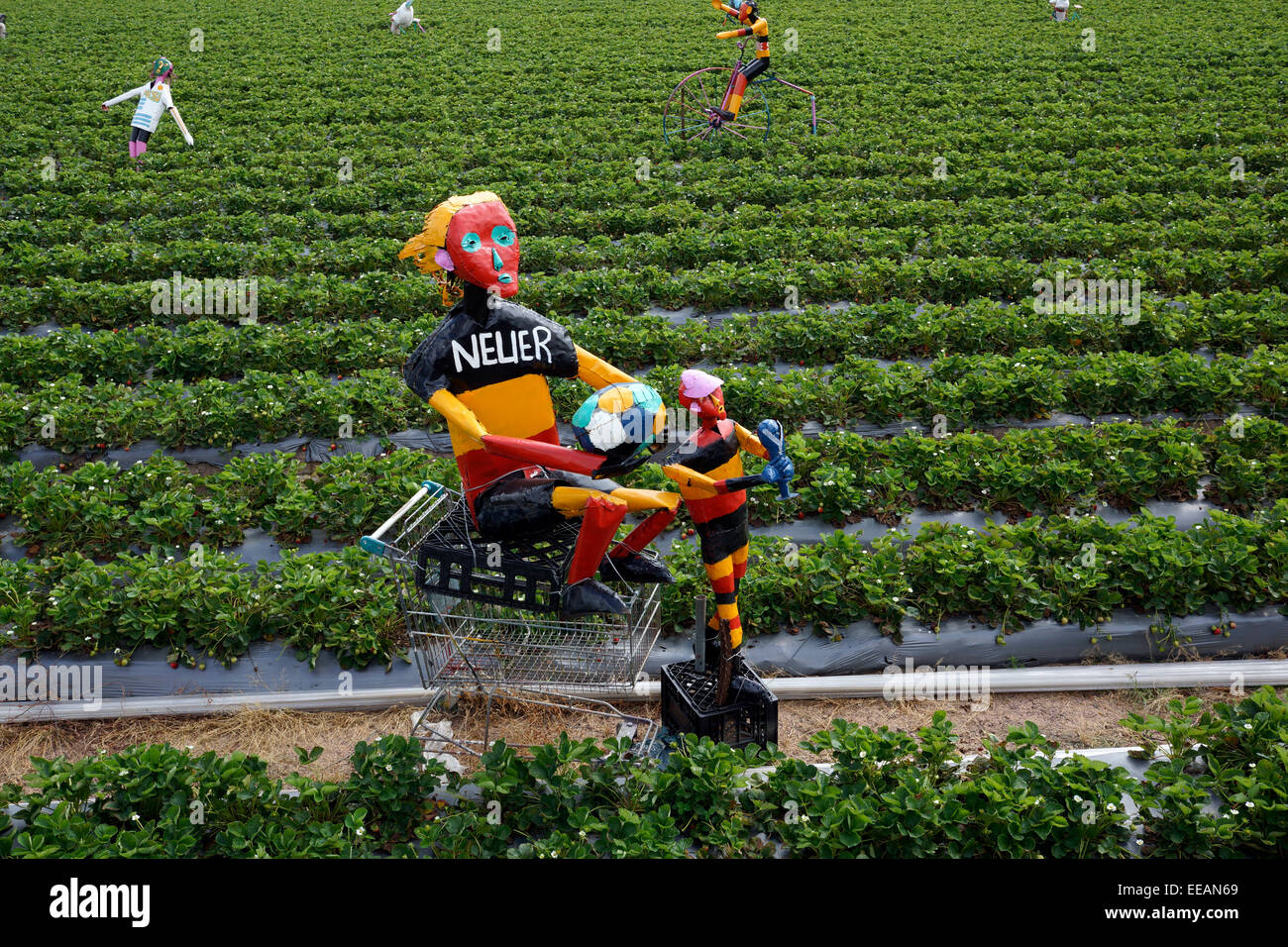 Strawberry farm stellenbosch hi-res stock photography and images