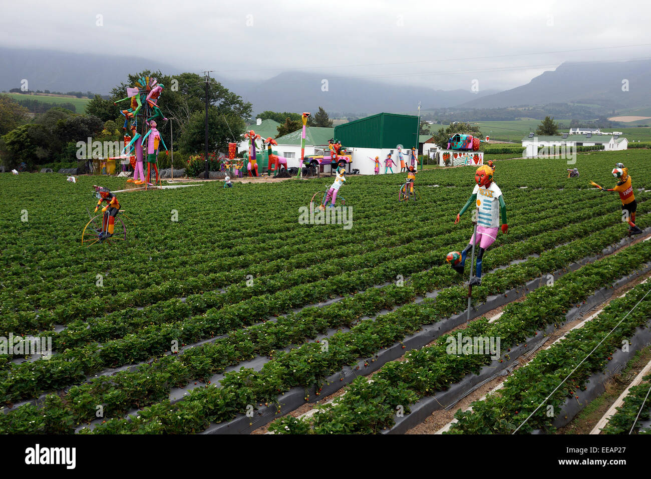 View of Strawberry fields at Mooiberge Farm Stall near Stellenbosch