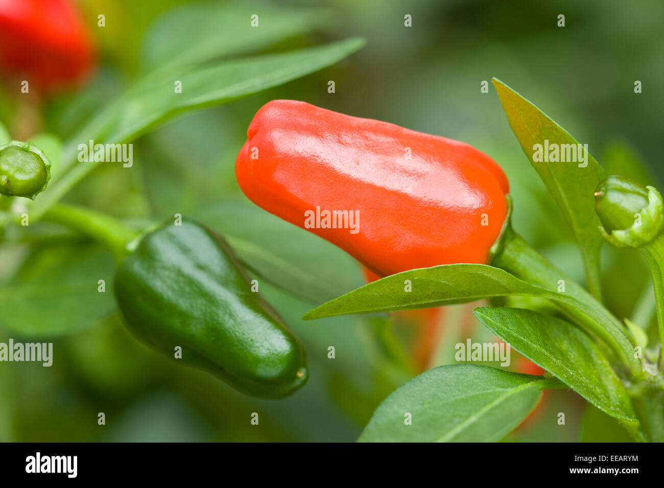 Growing chillies hi-res stock photography and images - Alamy