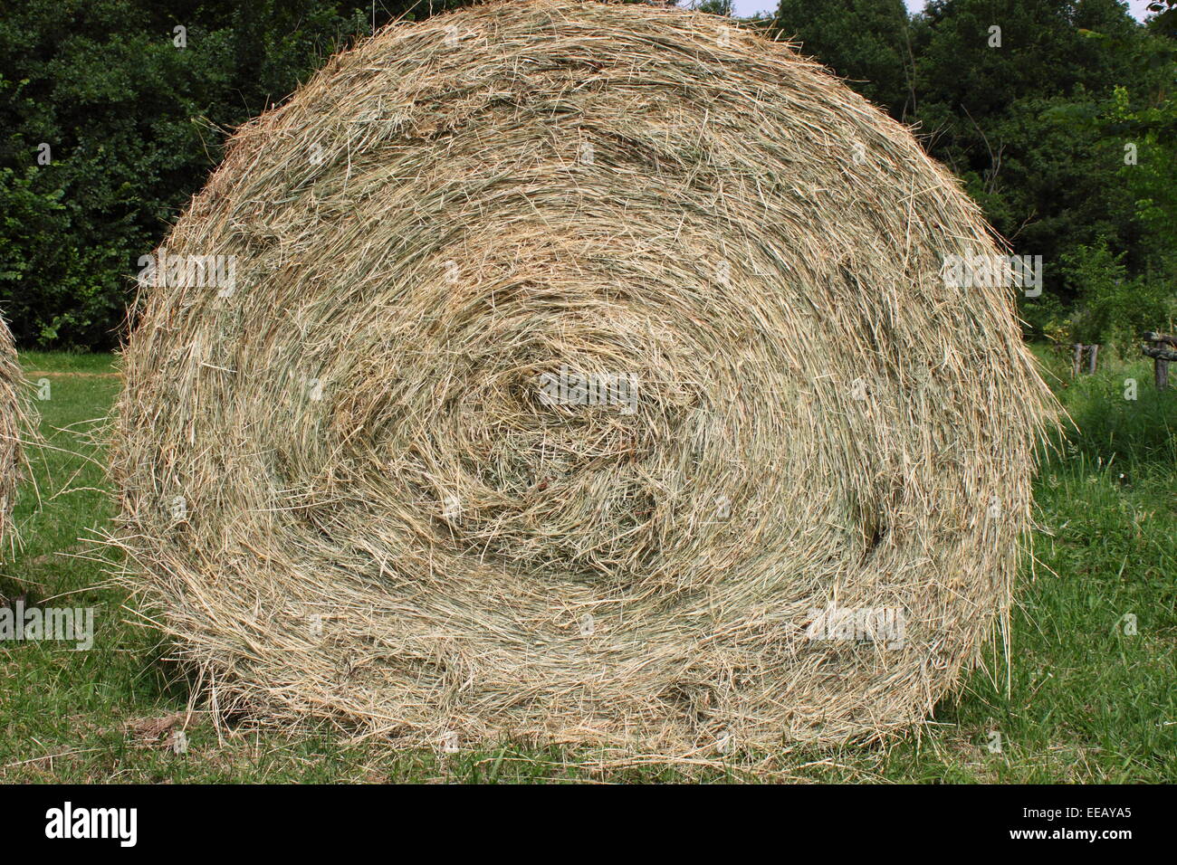 Hay bale on a green grass background Stock Photo Alamy