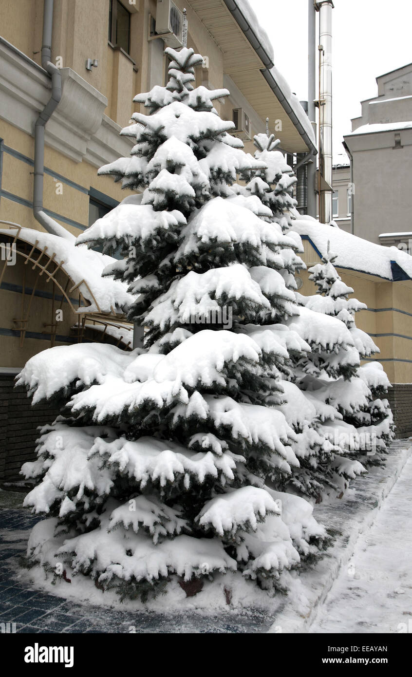Branches of fir trees hi-res stock photography and images - Alamy