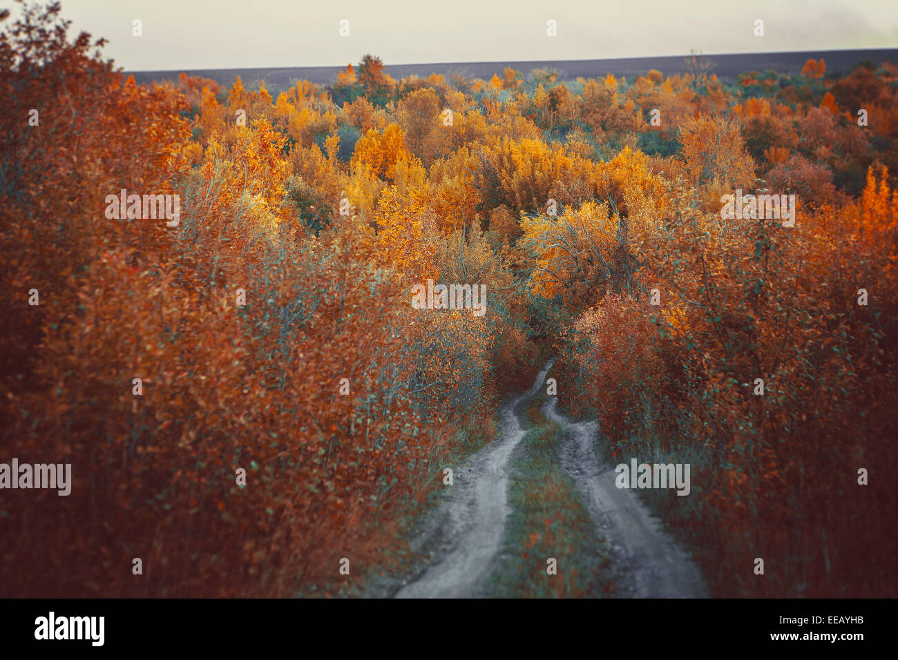 Beautiful autumn forest in national park Stock Photo - Alamy