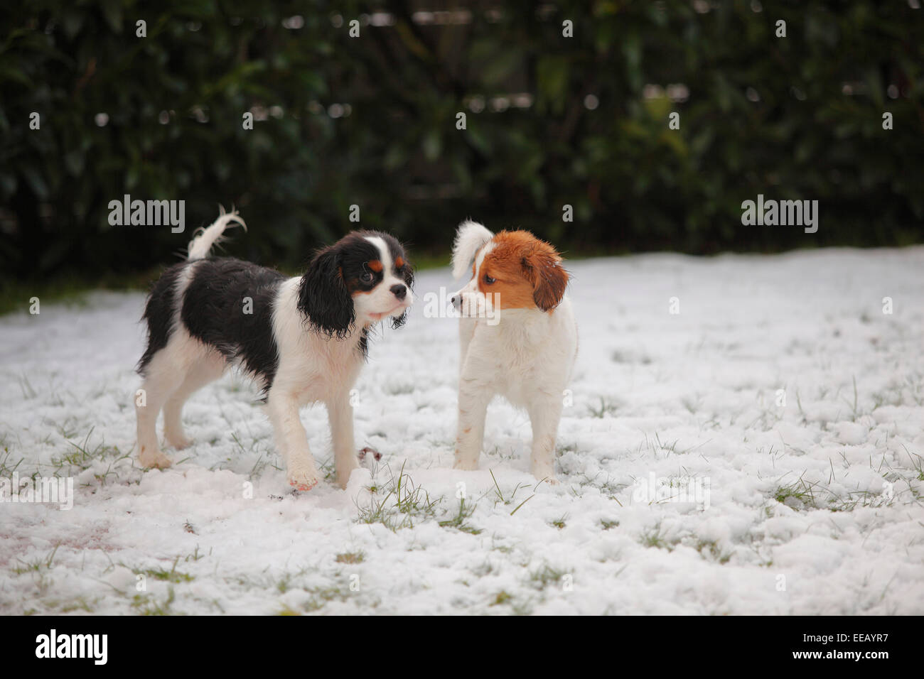 Cavalier King Charles Spaniel, puppy, 4 1/2 months, and Kooikerhondje, puppy, 10 weeks|Cavalier King Charles Spaniel, Welpe, 4 1 Stock Photo