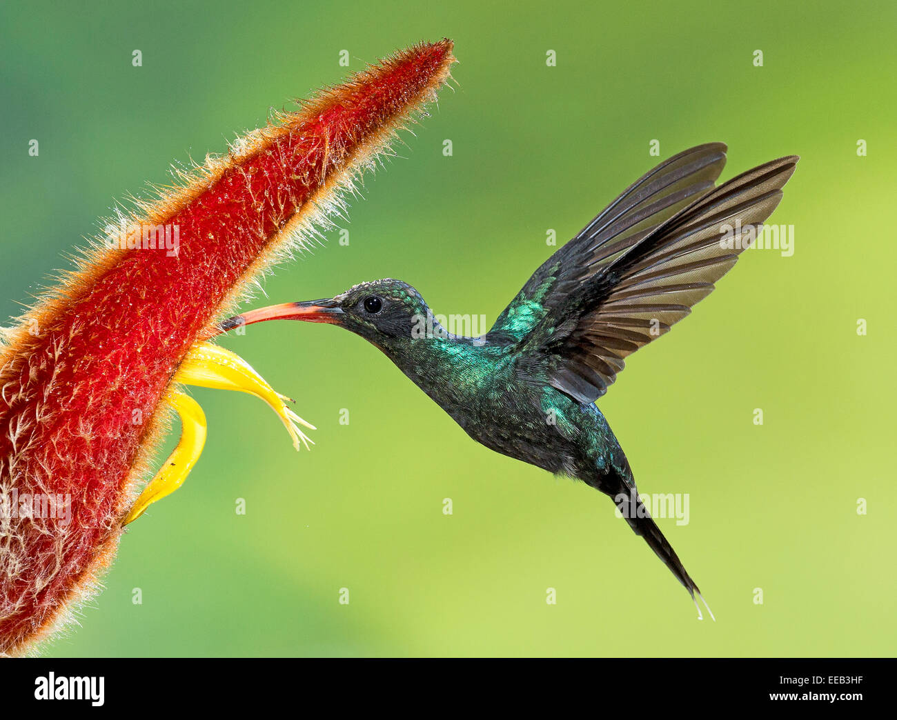 Green Hermit hummingbird at Heliconia flower Stock Photo