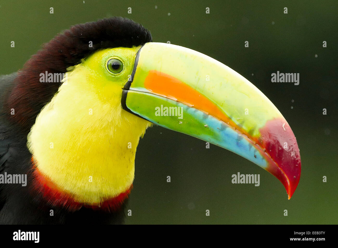 Keel- billed toucan Stock Photo