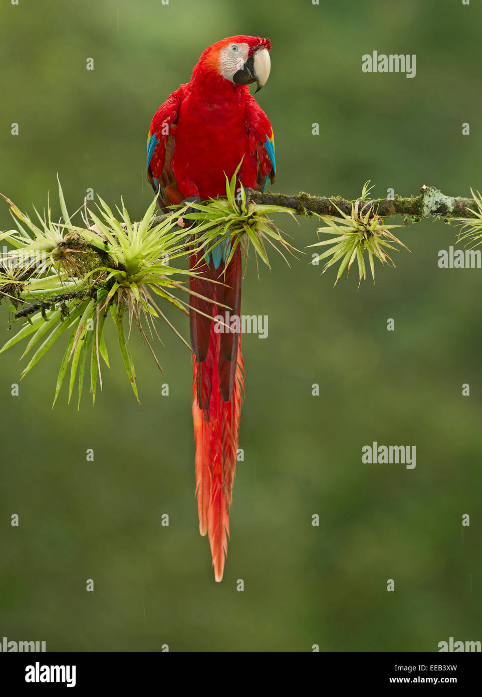 Scarlet Macaw resting Stock Photo