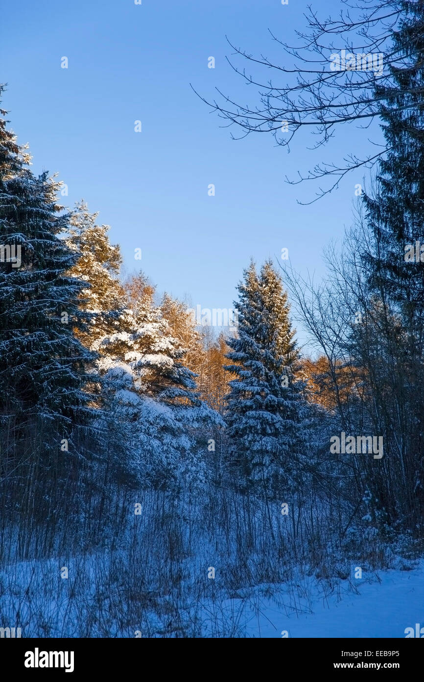 Snowfall in winter wild forest hi-res stock photography and images - Alamy