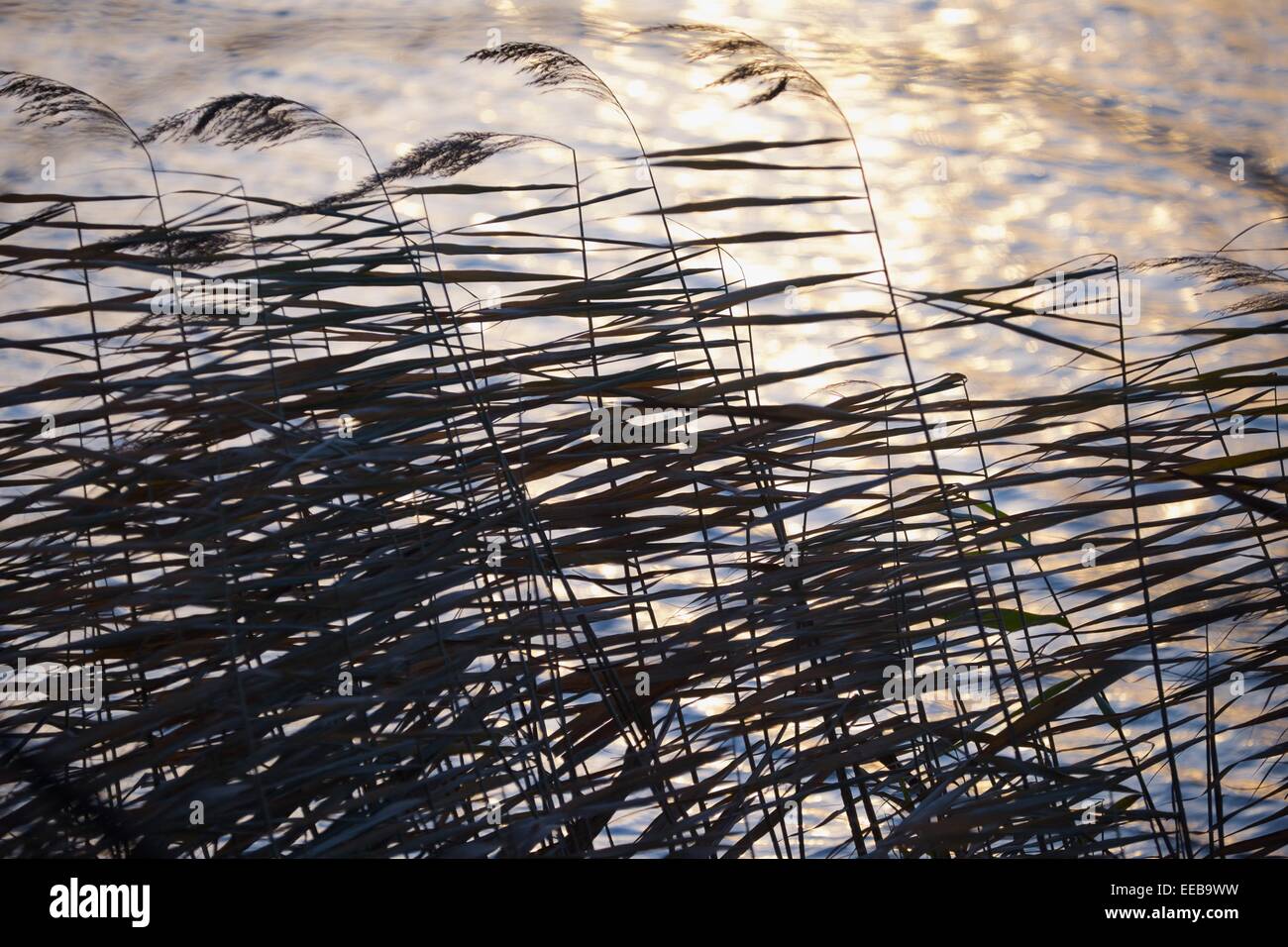 Wind Through Reeds Reeds in Wind Stock Photo - Alamy