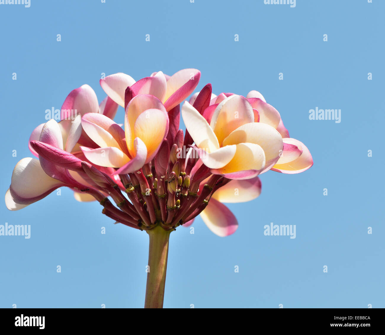 Asia thailand orchid flower hi-res stock photography and images - Alamy