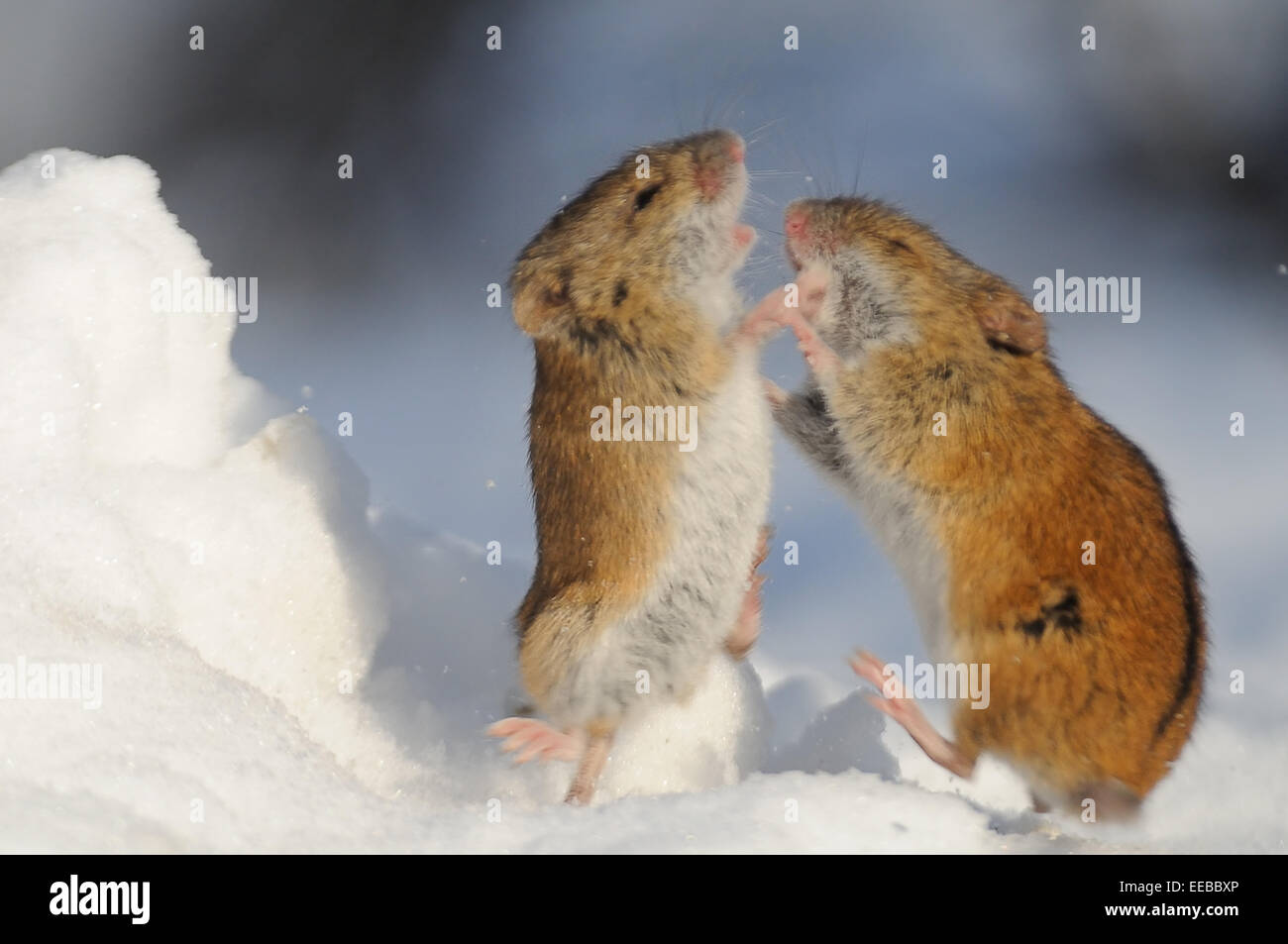 Battle of two winter mice Stock Photo