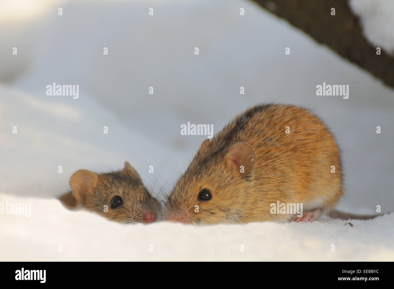 Couple of kissing mice in snow. Stock Photo