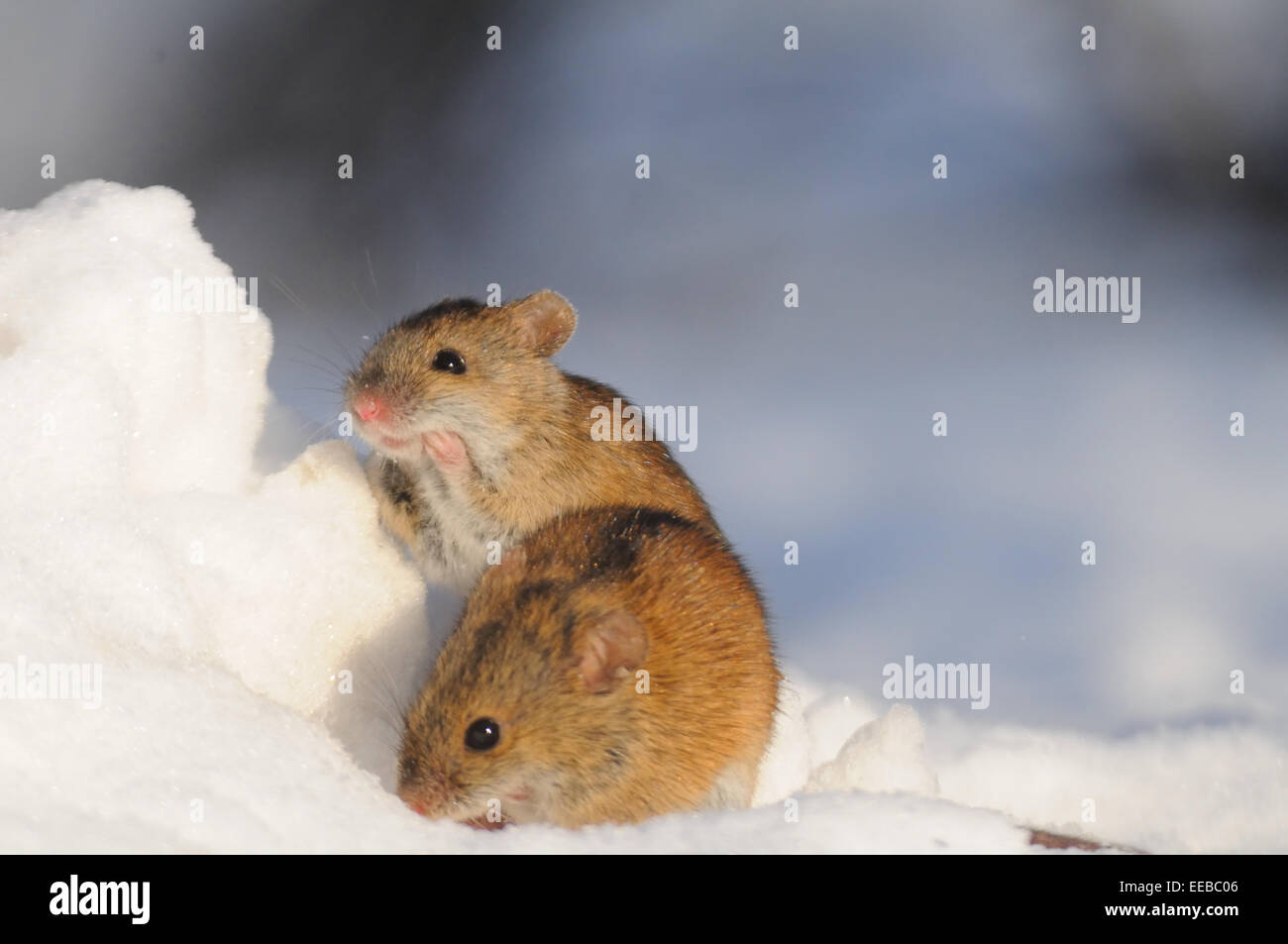 Two friendly mice in the snowdrift Stock Photo