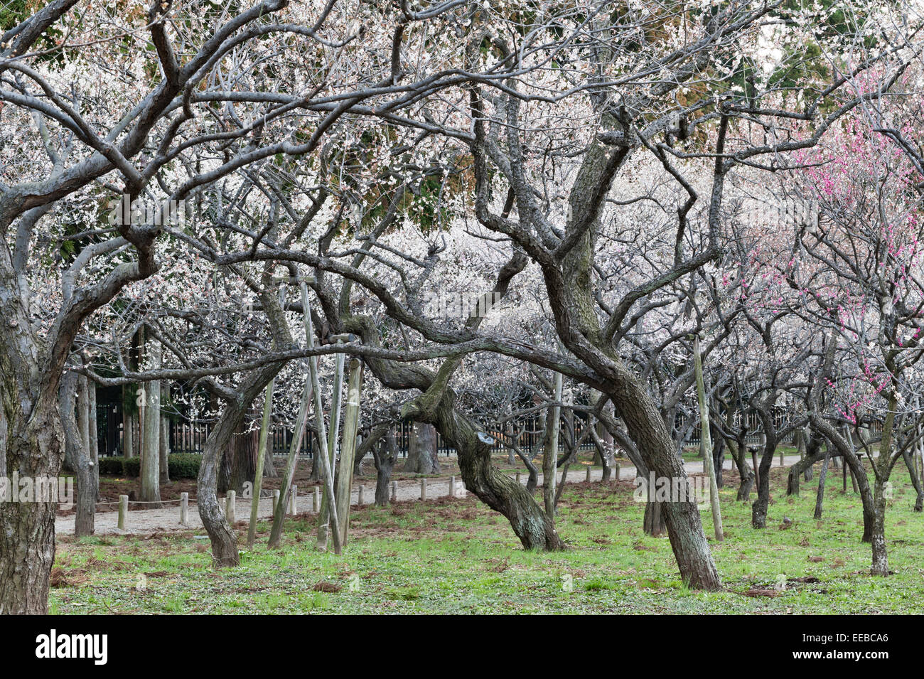 Mito, Japan. Plum blossom in spring in the garden of Kairaku-en, one of the Three Great Gardens of Japan Stock Photo