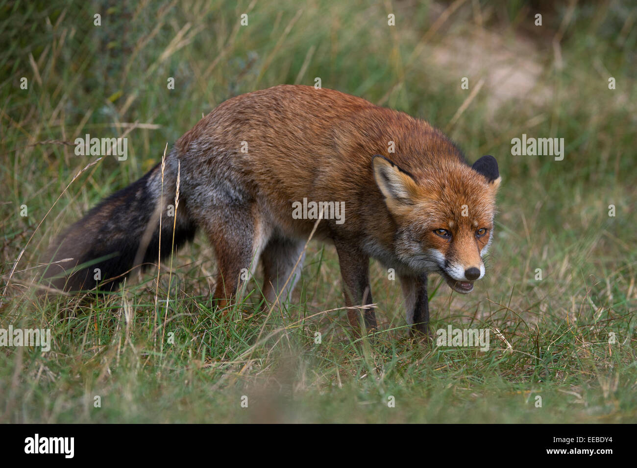 red fox [Vulpes vulpes], Rotfuchs (Vulpes vulpes) Stock Photo