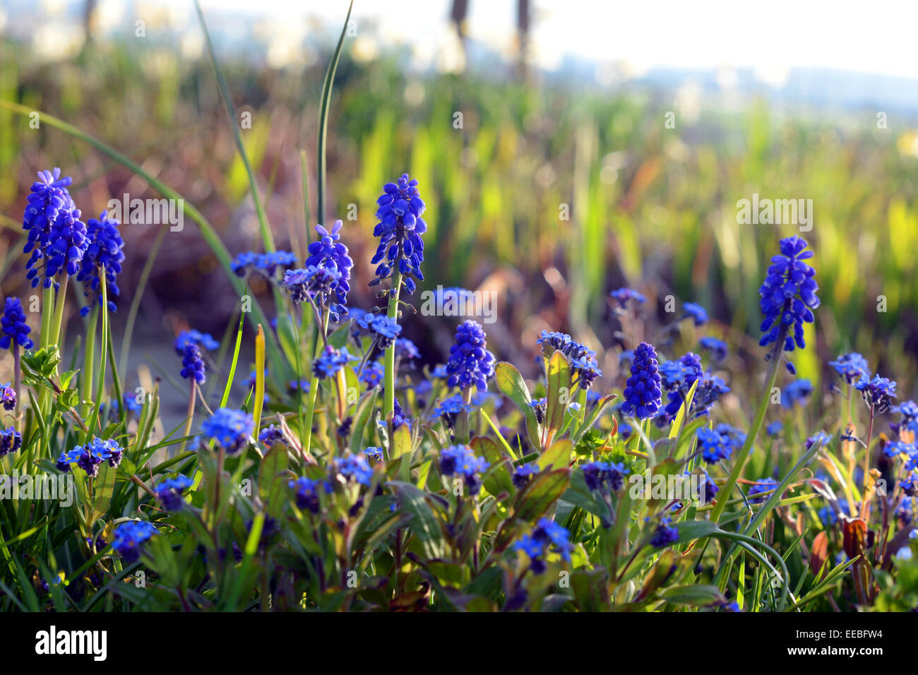 Blue grape hyacinth flowers on a spring day. Stock Photo