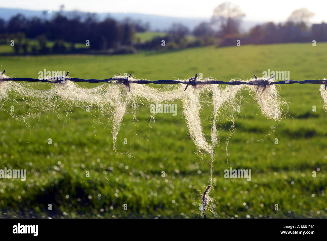 sheep wool caught on barbed wire in spring time Stock Photo