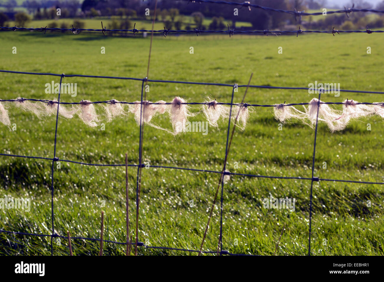 sheep wool caught on barbed wire in spring time Stock Photo