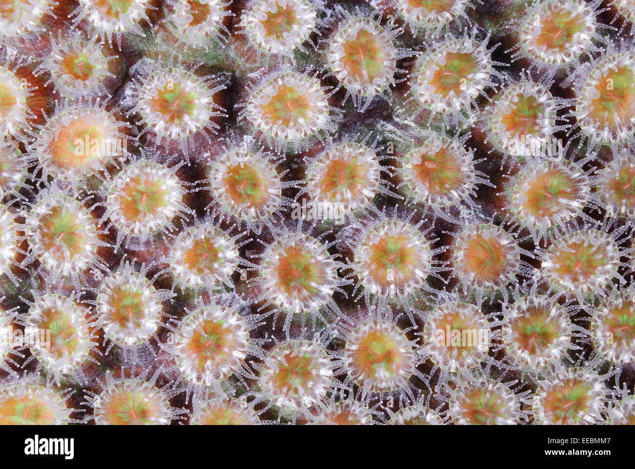 polyps of Great star coral, Montastraea cavernosa, Bonaire, Caribbean Netherlands, Caribbean Stock Photo