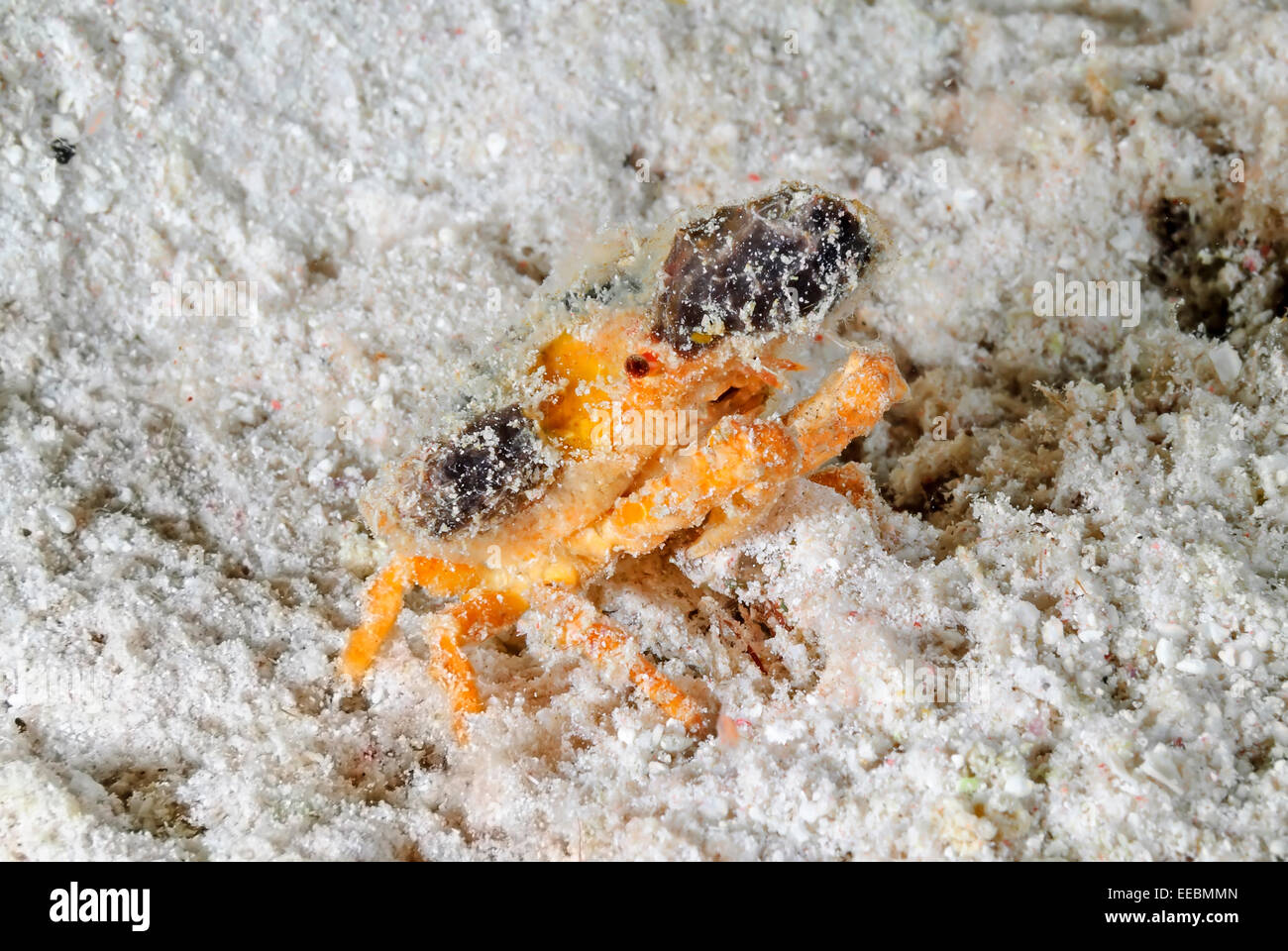 Spongy decorator crab, Marcocoeloma trispinosum, Bonaire, Caribbean Netherlands, Caribbean Stock Photo