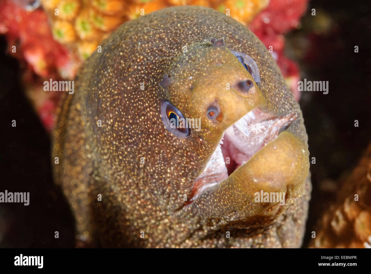 Goldentail moray, Gymnothorax miliaris, Bonaire, Caribbean Netherlands, Caribbean Stock Photo