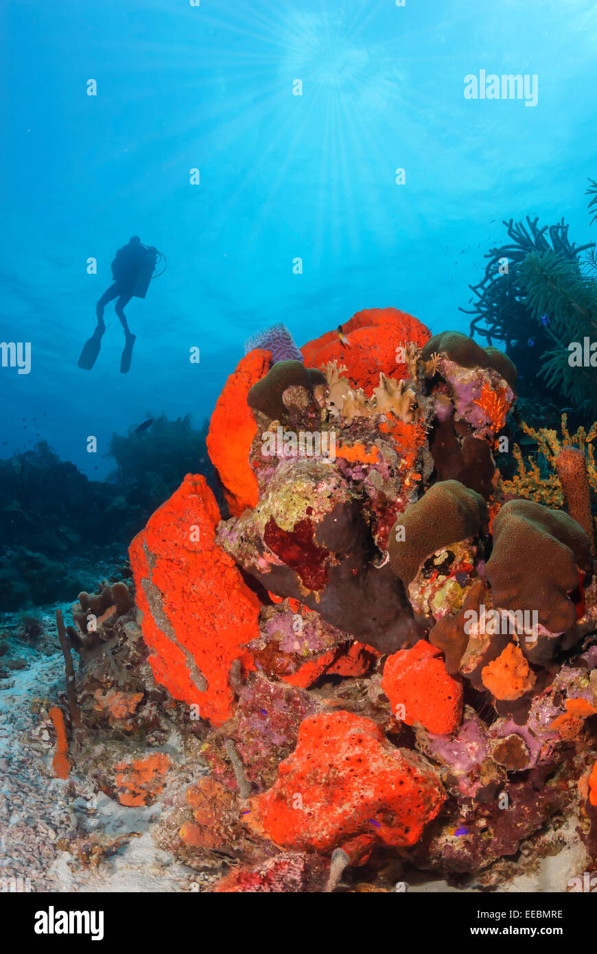 Orange elephant ear sponge, Agelas clathrodes, Bonaire, Caribbean Netherlands, Caribbean Stock Photo