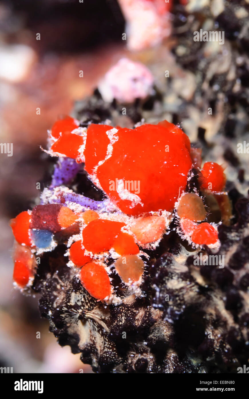 Cryptic teardrop crab, Pelia mutica, Bonaire,Caribbean Netherlands, Caribbean Stock Photo