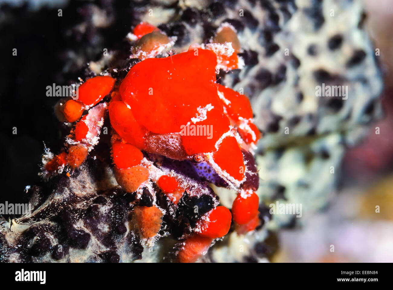 Cryptic teardrop crab, Pelia mutica, Bonaire,Caribbean Netherlands, Caribbean Stock Photo