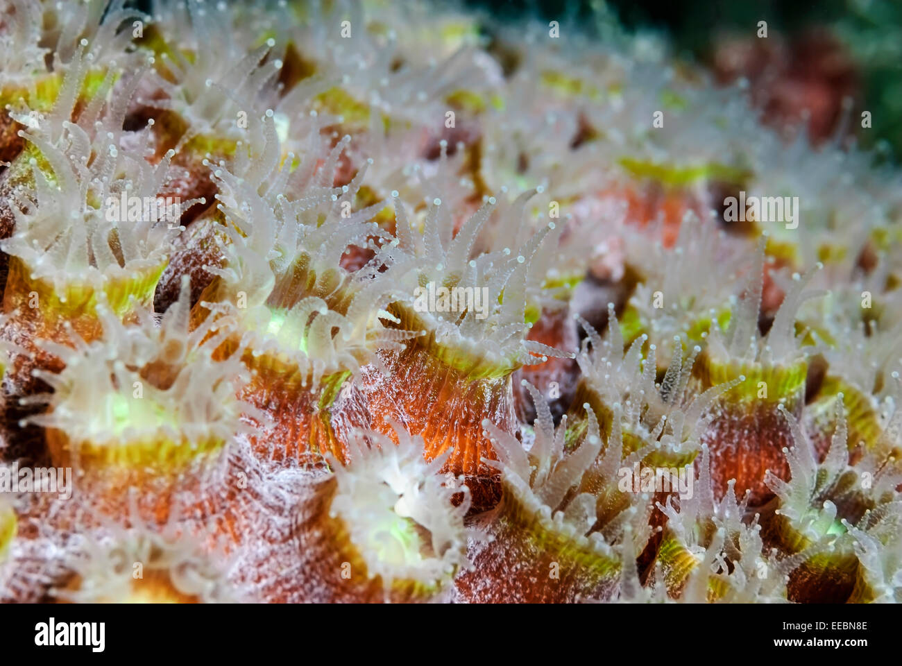 Great star coral polyps, Montastraea cavernosa, Bonaire, Netherlands Antilles, Caribbean Stock Photo