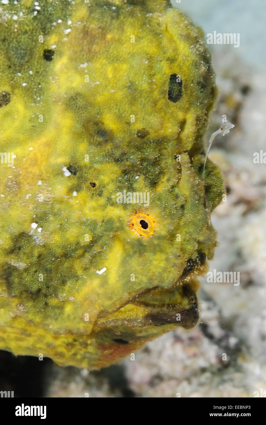 Longlure frogfish, Antennarius multiocellatus, Bonaire, Caribbean Netherlands, Caribbean Stock Photo