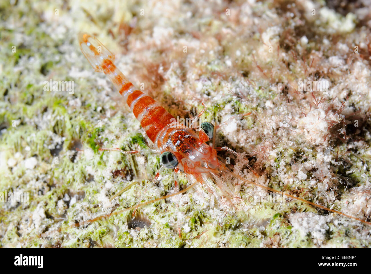 Red Night shrimp, Cinetorhynchus manningi, Bonaire, Caribbean Netherlands, Caribbean Stock Photo