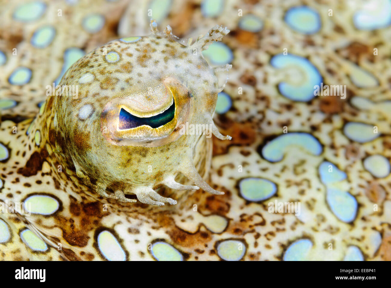 Peacock flounder eye, Bothus lunatus, Bonaire, Caribbean Netherlands
