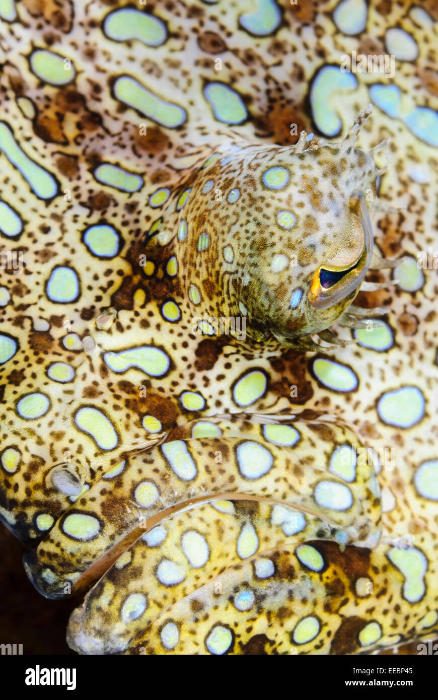 Peacock flounder head, Bothus lunatus, Bonaire, Caribbean Netherlands