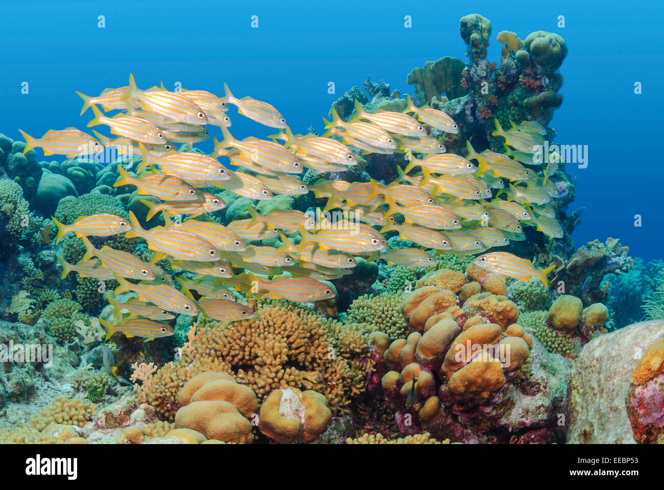 Schooling fish bonaire fish fish hires stock photography and images