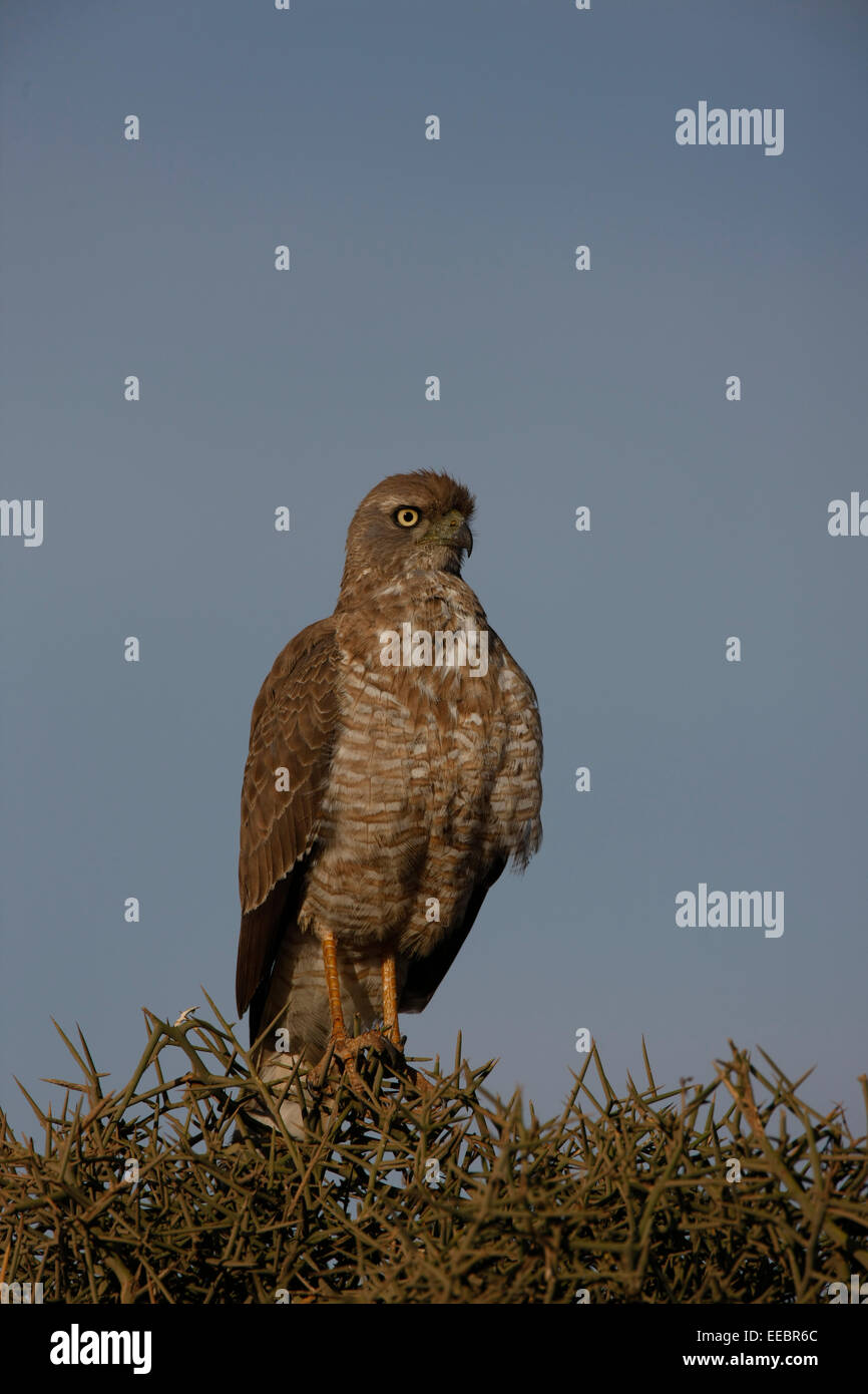 Rickets africa hi-res stock photography and images - Alamy