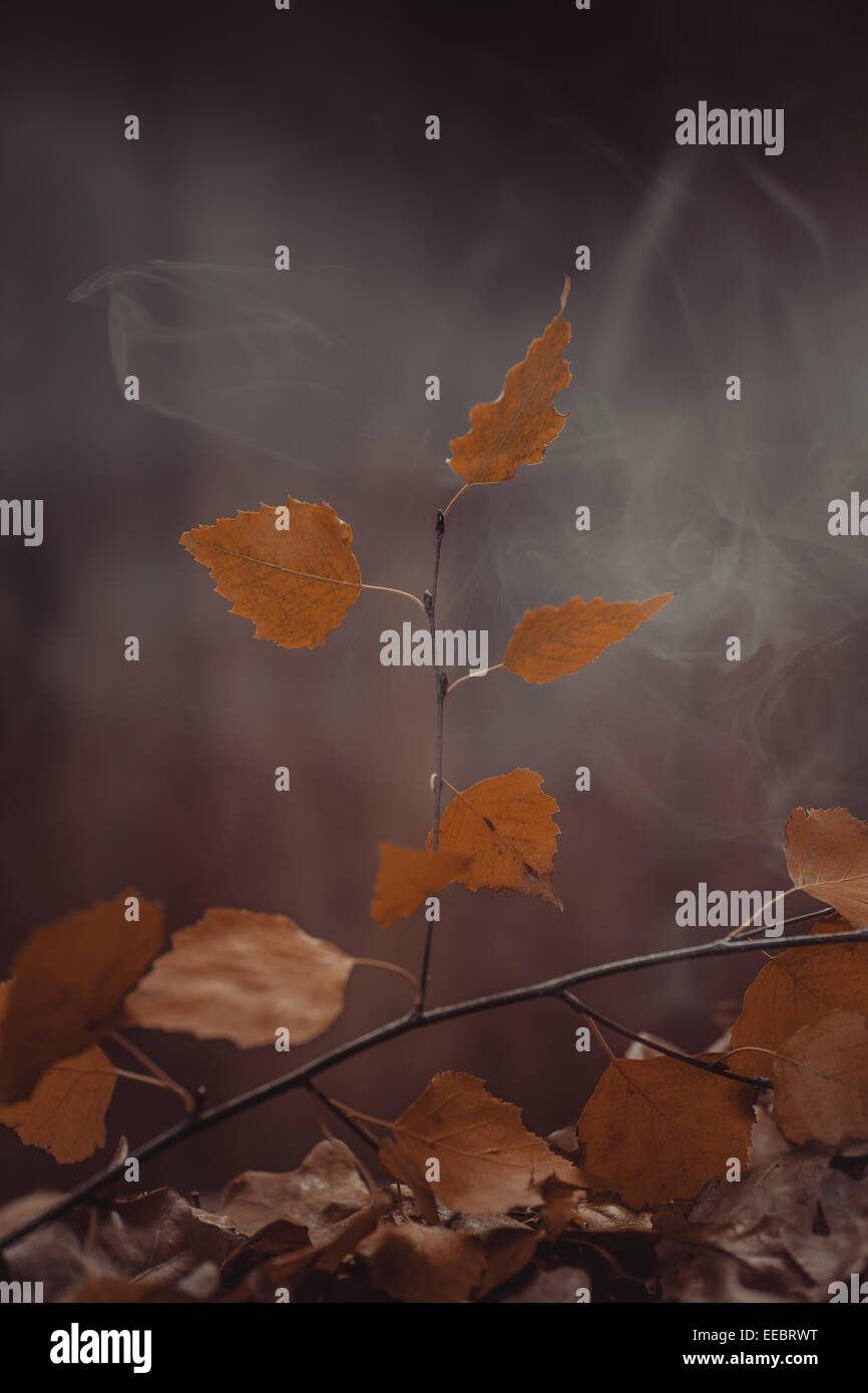 Abstract autumn background with birch leaves Stock Photo - Alamy