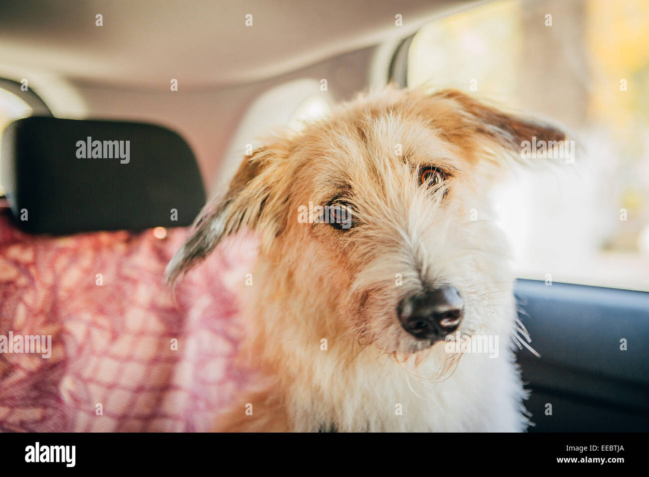 Dog travel by car looking out of the window Stock Photo Alamy